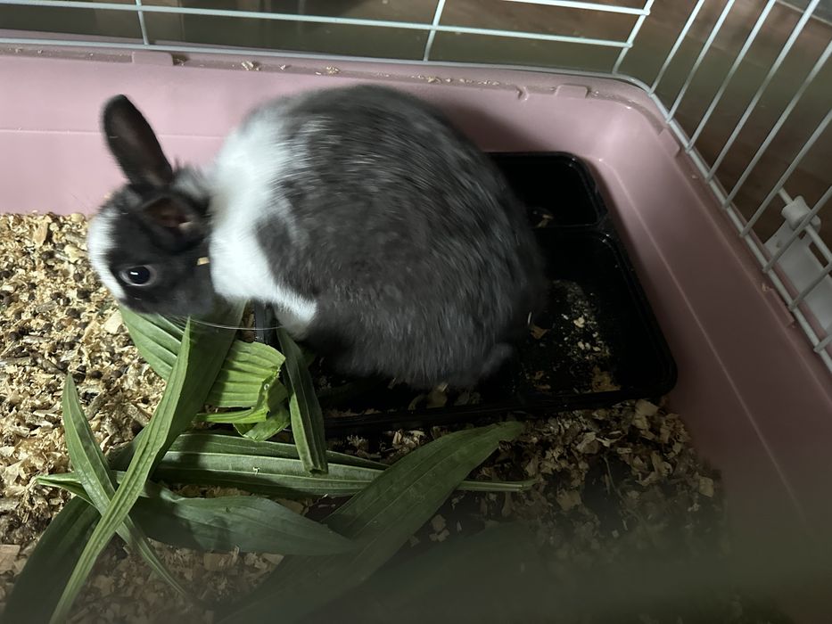 продаётся декоративный кролик к ручной сам приучил ходет по дому споко