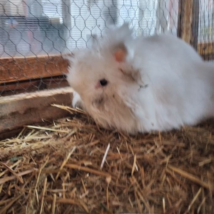 Vând femela Angora în vârstă de 2 ani