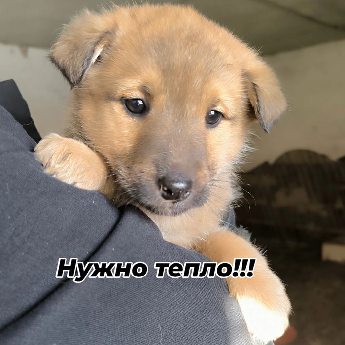 Щенки в добрые руки