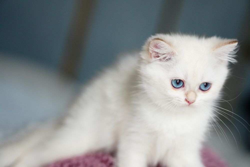 British Shorthair cu pedigree / femela