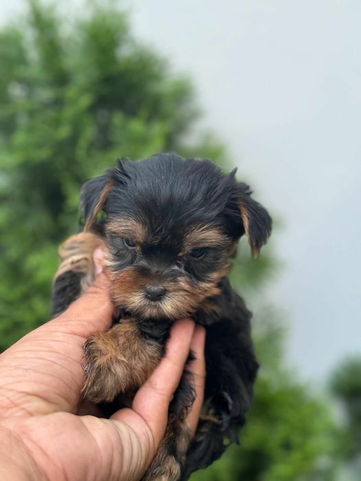 Yorkshire terrier talie mica