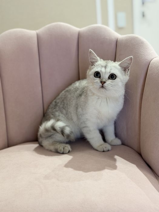 Котята серебро шиншилла