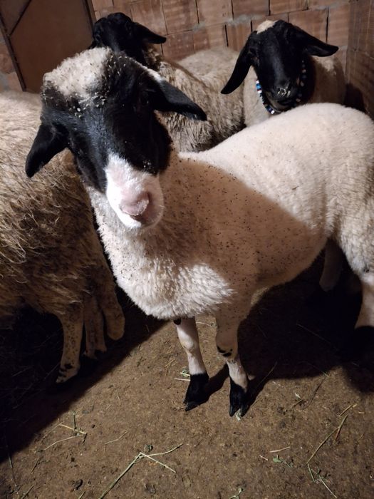 Продавам мъжко агне