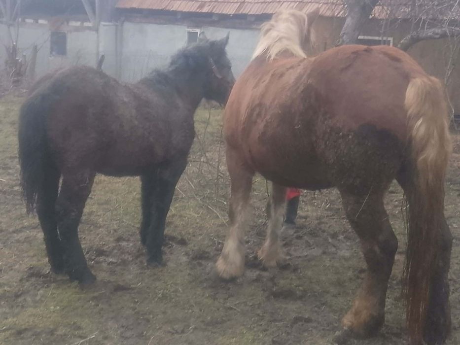 De vânzare iapă gestantă în 7 luni și mânzucă de 8 luni