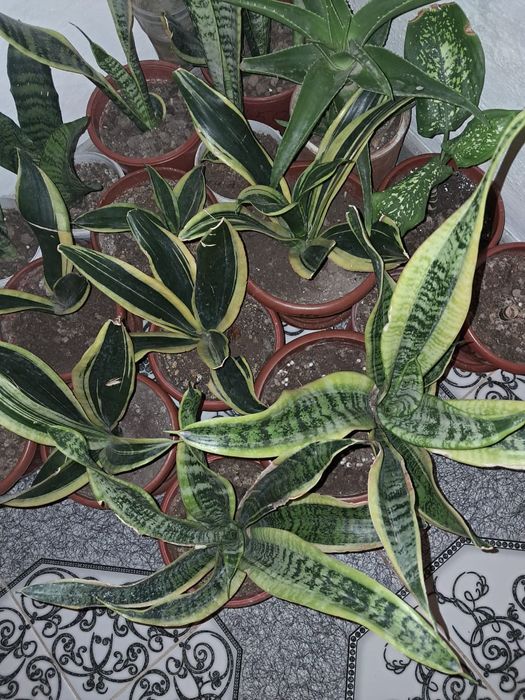 Продажа цветы Мырзакент.