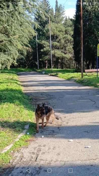 Продавам немска овчарка