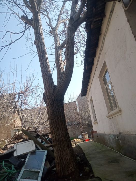 Продам дерево орех срочно диаметр по окружности 1метр90см