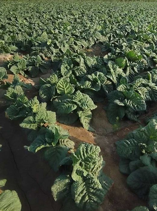 Tamaki bargi. Табачный лист.