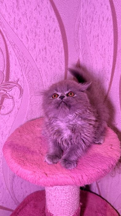 Британская короткошерстная