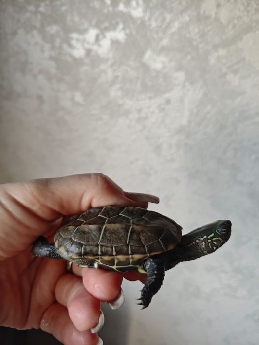 Черепаха красноухая