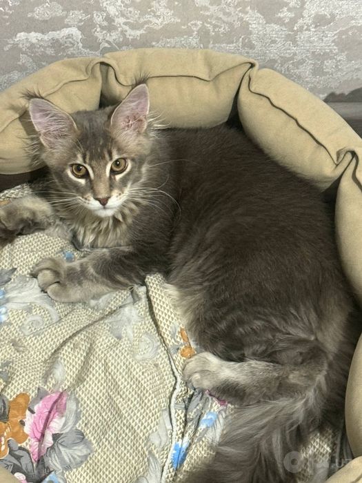 Продается шикарный котёнок породы мейн-кун