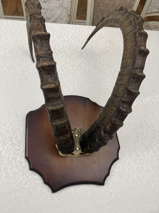 Рога Архара,Алматы