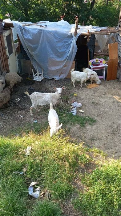 Oi și capre de vânzare, 450 lei bucata negociabil
