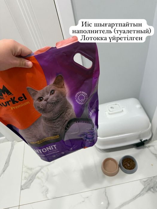 Кошка, спокойная