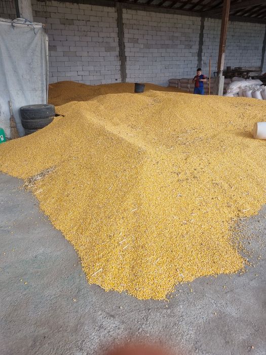 Porumb boabe recolta 2025