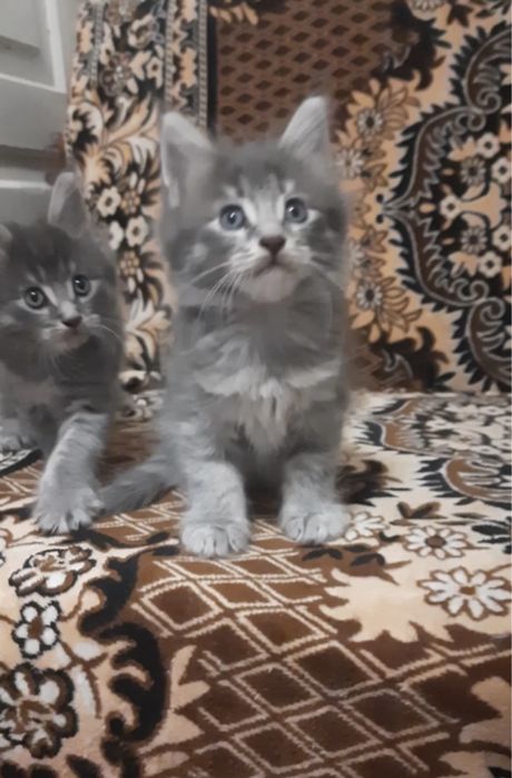 Мейн Куны котёнок