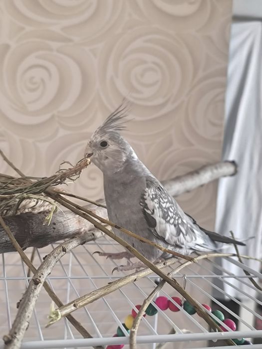 Попугай безщекий Корелла