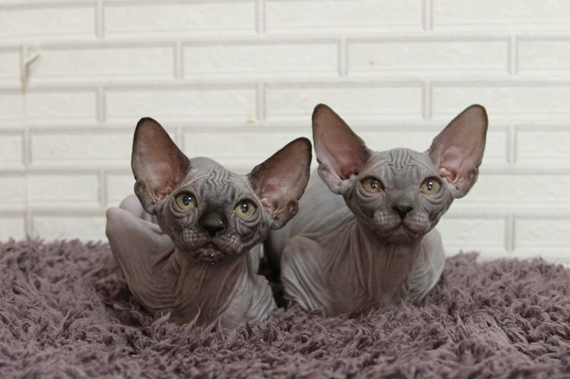 Котята. Канадские сфинксы