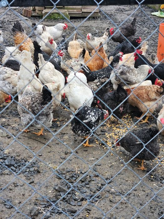 Vând oua pt incubat sau consum