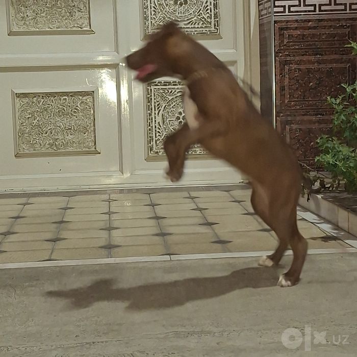 Pitbull Zurini boqaman deganlarga..