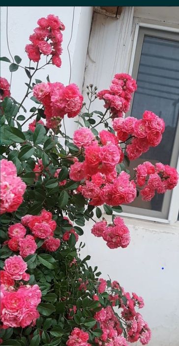 Цветы       цветы