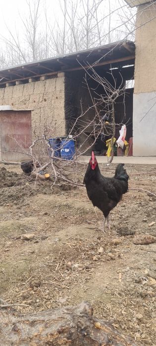 Qora shahzoda 4 ta xuroz 200 mingdan