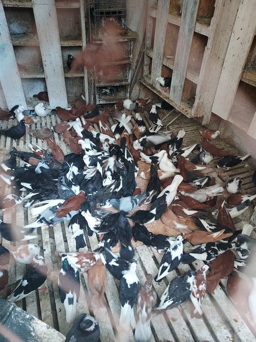 Porumbei Jucatori de Galati