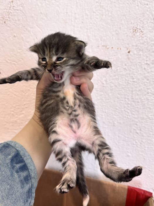 Котята полу сиамские