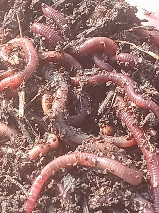 Продам червистаратели, дендрабена калифорнийские цена договорная