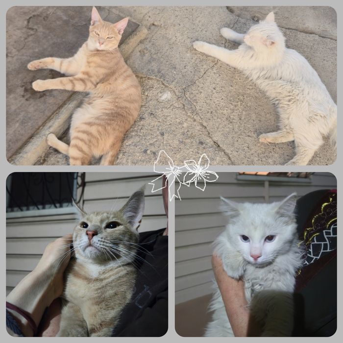 Ручные котики ищут дом!