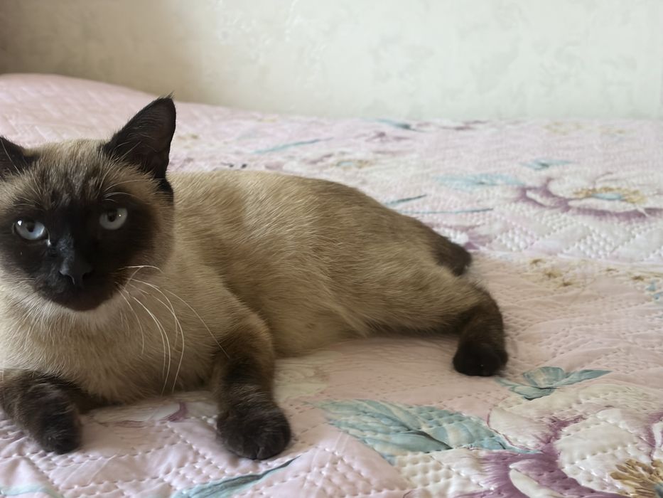 Кошка хорошый руки одтам