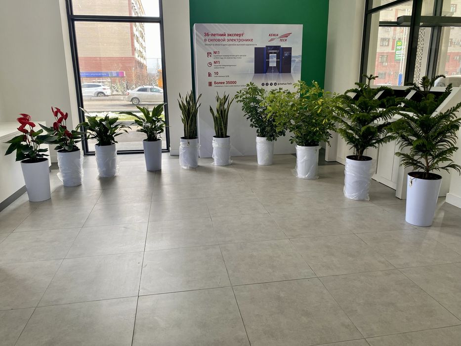 Голландские цветы ОПТОМ! Офисы, рестораны, гостиницы!!!