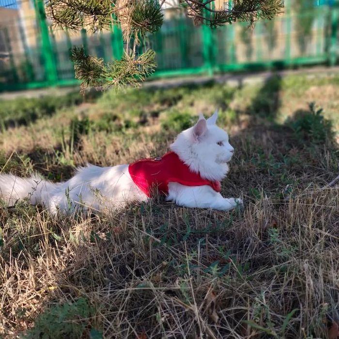 Ищем девочку для вязки для парня Мейнкун