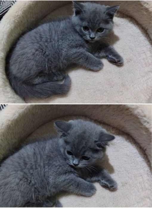 Котенок в друзья