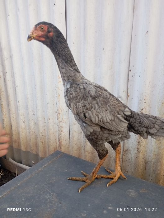 Дакан пепельный молодая