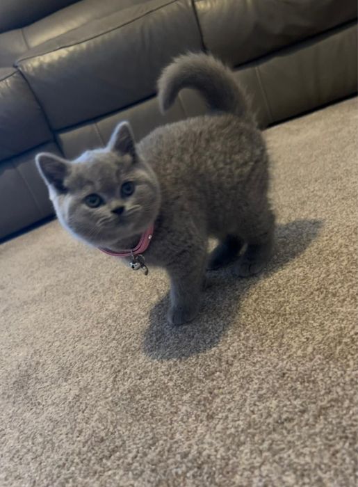 British shorthair mascul.