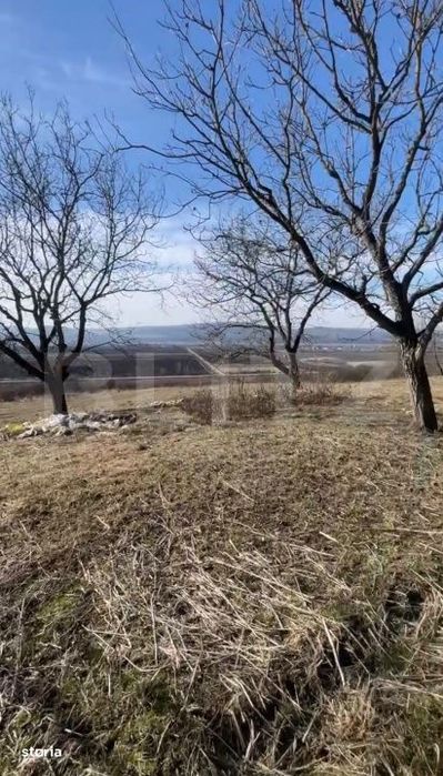 Livada de nuci – 2 ha | Acces DN17 | Investitie profitabila - Cristu
