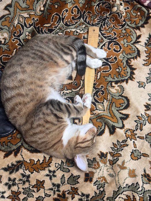 Отдам кошку в добрые руки.