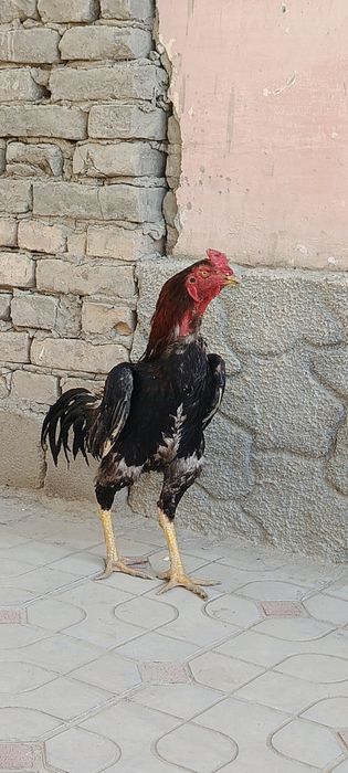 Срочно сотаман эр хотин бир жойга