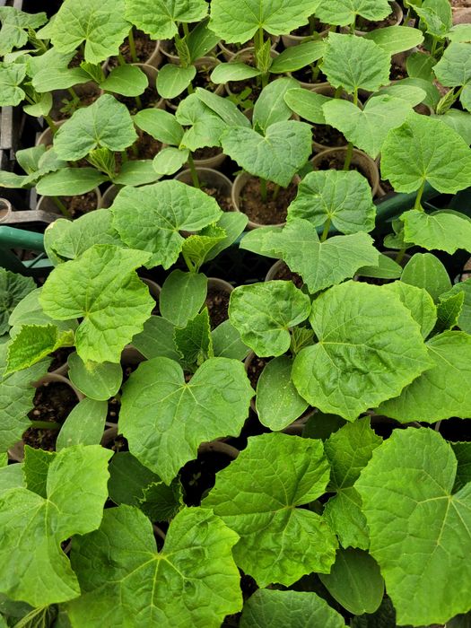 Разсад домати, краставици, корнишон