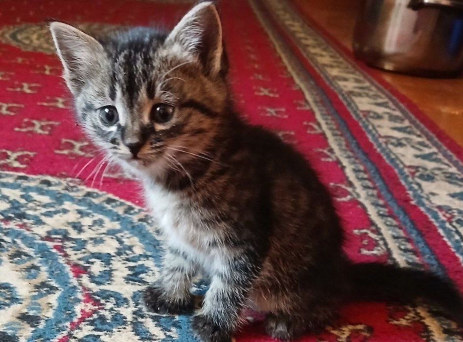 Продаётся котёнок
