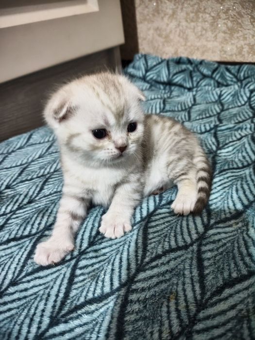 Продаются котята британцы