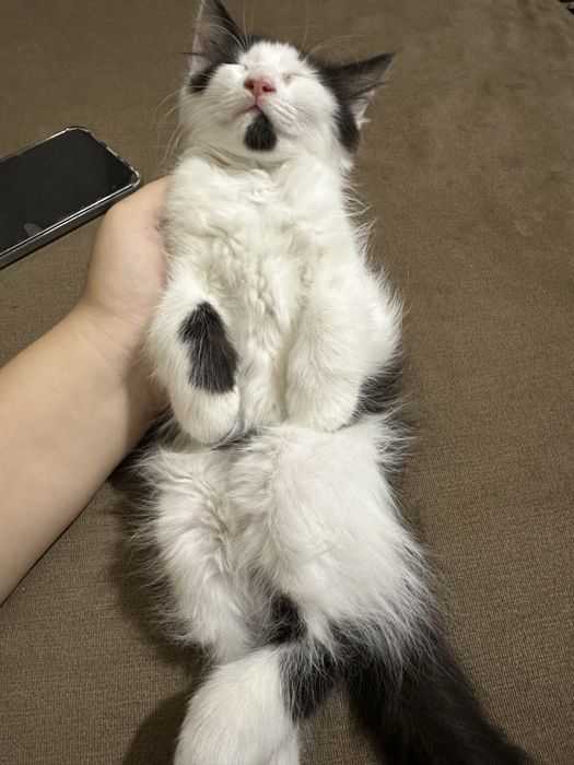 Котик в добрые руки
