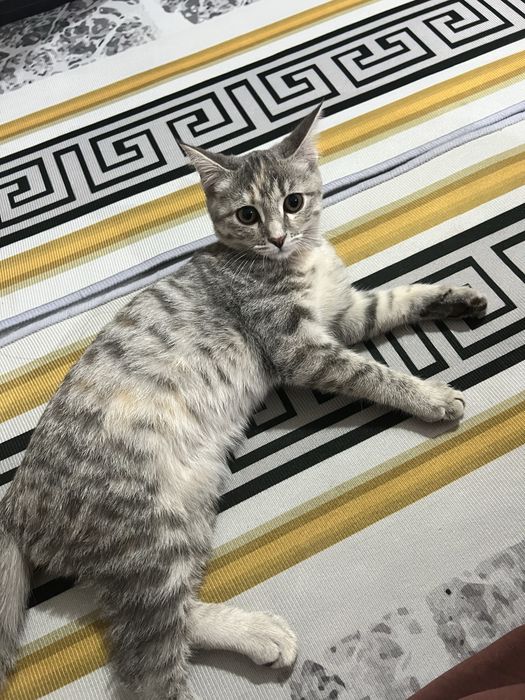 Отдам кошку бесплатно