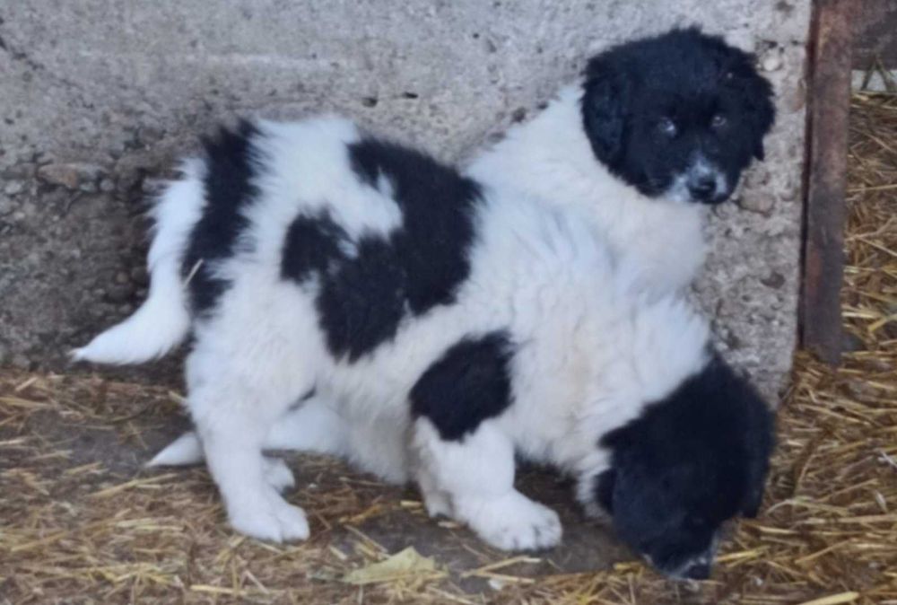 Български овчарски кутрета с родословие