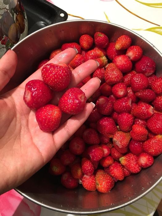 Рассада клубника