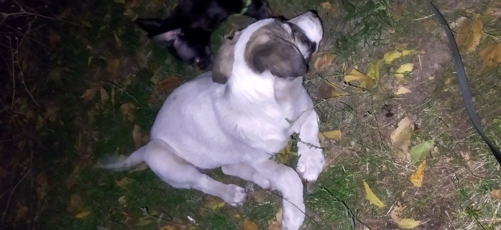Пристраивается щенок девочка
