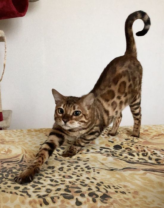 Продам кошек семья