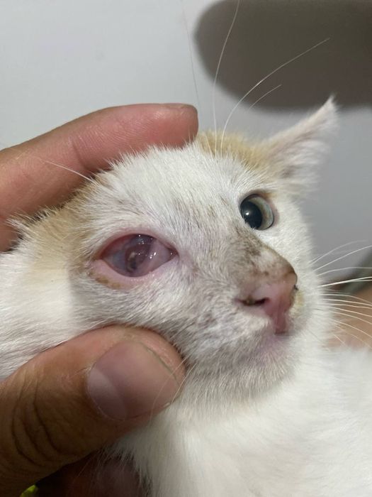 Veterinariya xizmati 24/7 (Vet_Dilshod_Nur)