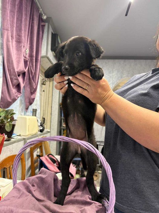 Щеночки в добрые руки породистые